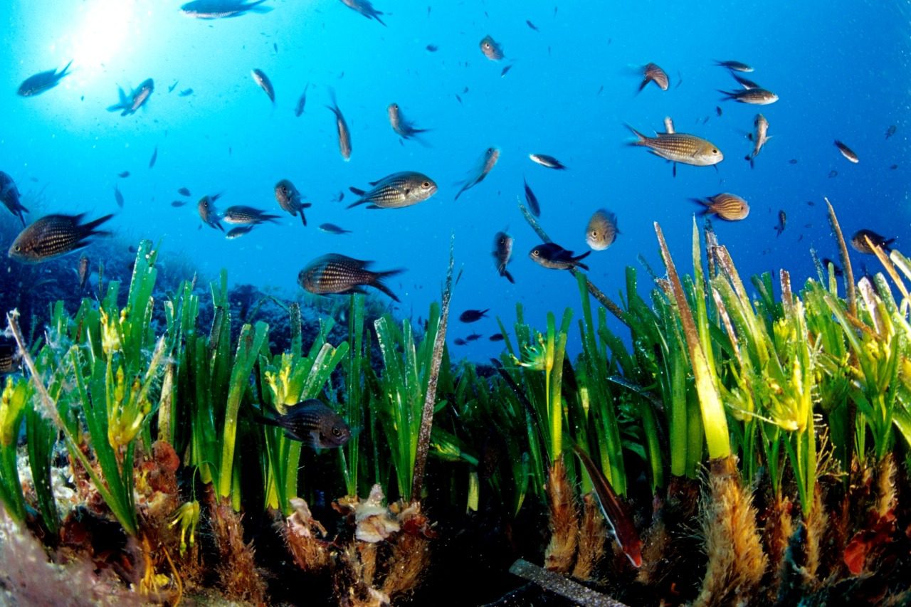 Asinara, La Maddalena e Cilento alleati per salvare la posidonia