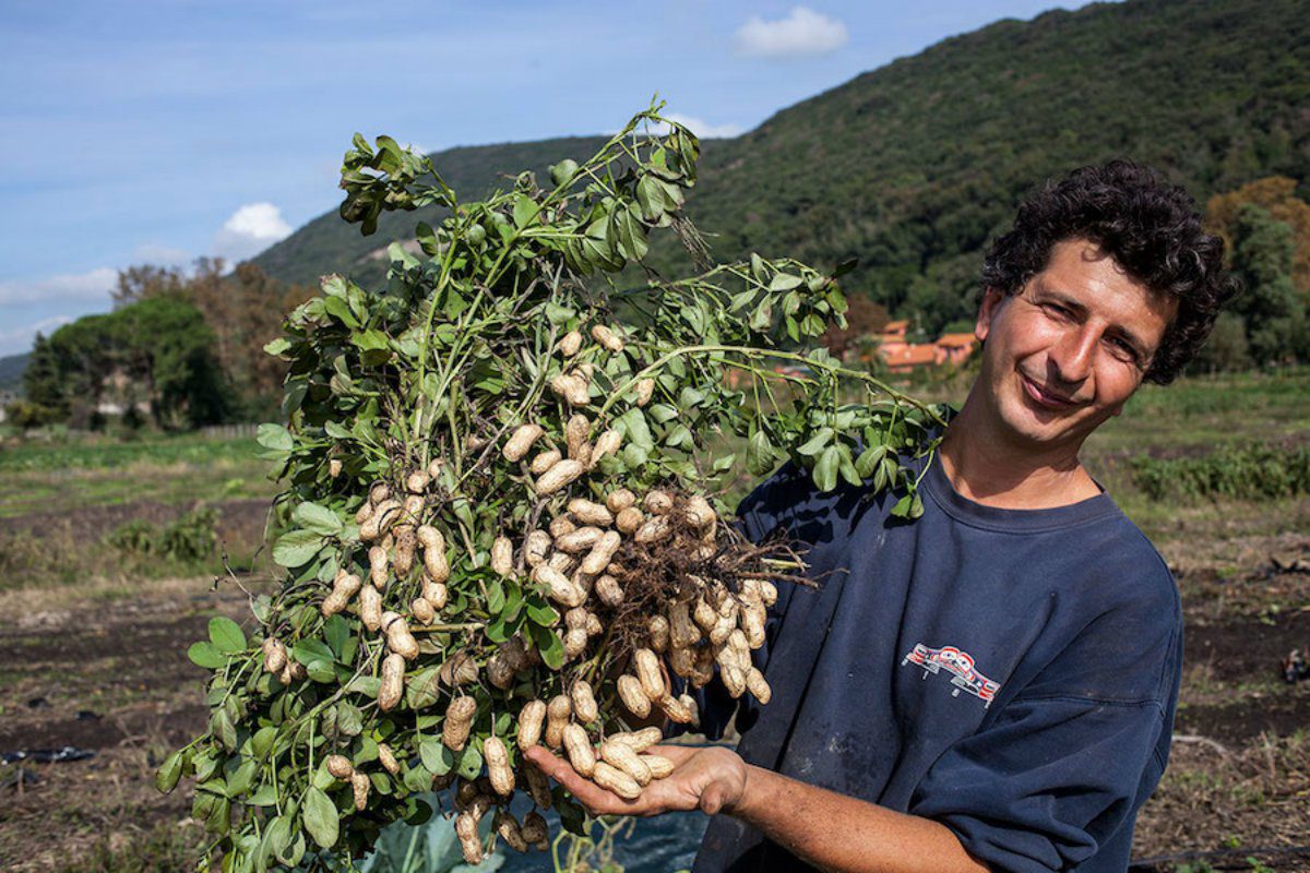Campania, Coldiretti: al via semina arachidi