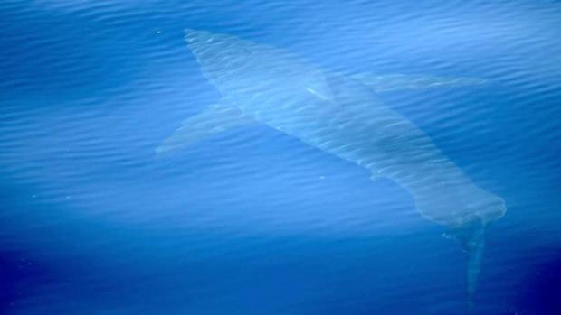 La app per monitorare gli squali nel Mediterraneo, l’idea della stazione zoologica Anton Dohrn di Napoli