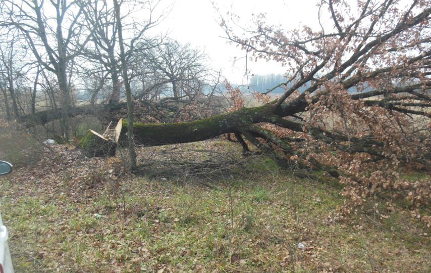 Sassano, abbatte 250 querce: beccato dai carabinieri del Parco