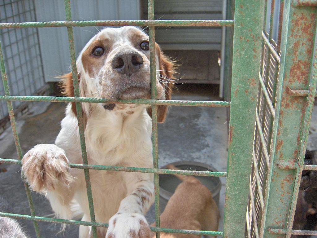 Rofrano, cani in adozione con un contributo di 200 euro per chi li accoglie