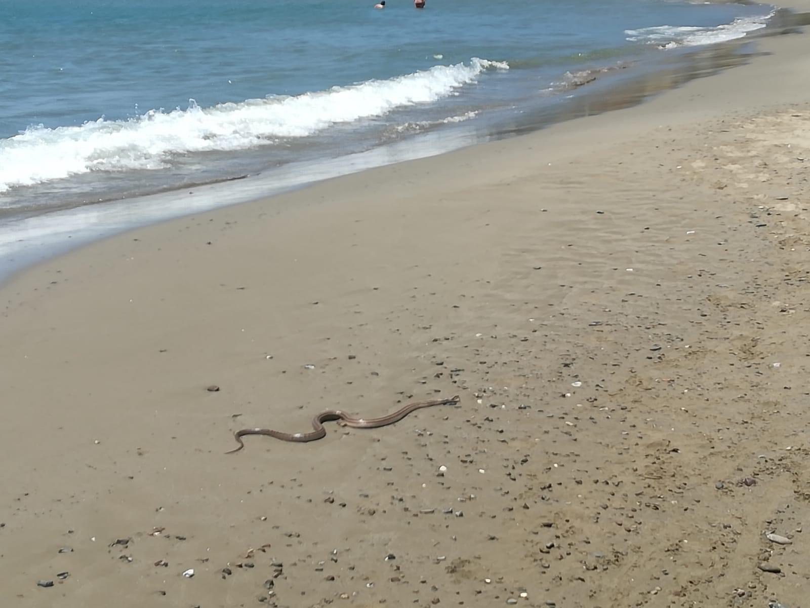 Cilento, serpente in spiaggia: paura per turisti