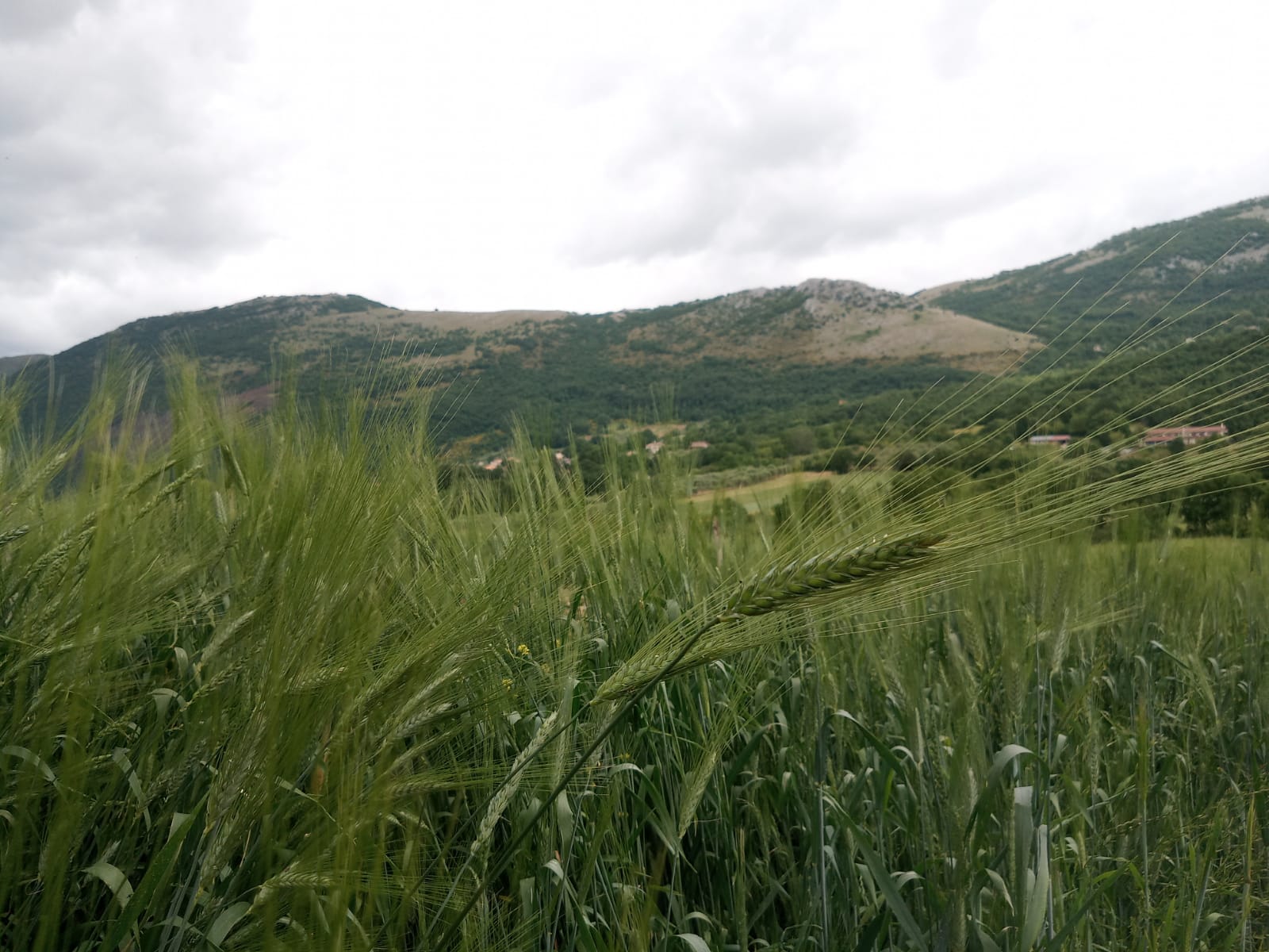 Grani antichi del Vallo di Diano, al via il partenariato per recupero e commercio