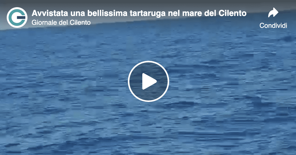Una splendida tartaruga nuota nel mare del Cilento: il video è emozionante