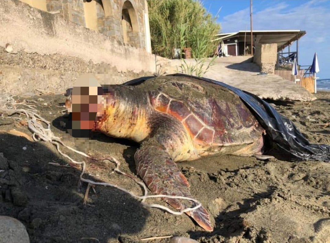 Tartaruga Caretta caretta trovata morta sulla spiaggia a San Mauro Cilento