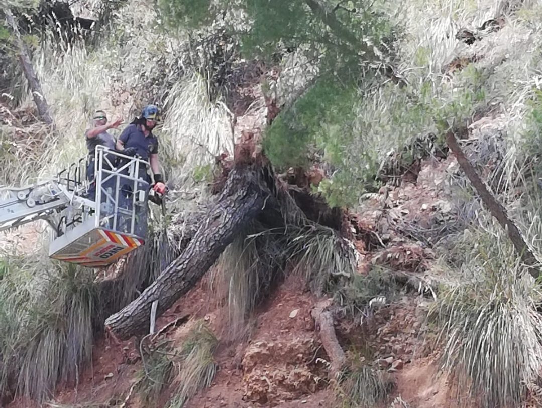 Vento abbatte albero, traffico bloccato tra Marina di Camerota a Palinuro