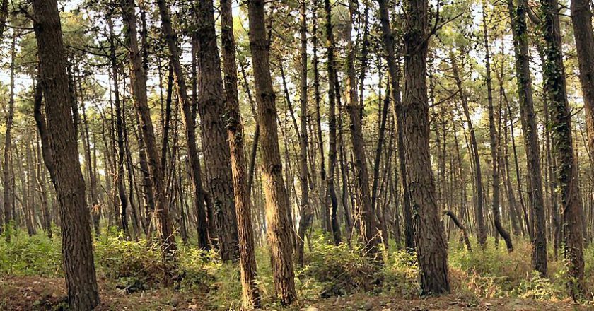 Capaccio Paestum: “ok” al Piano di assestamento Forestale