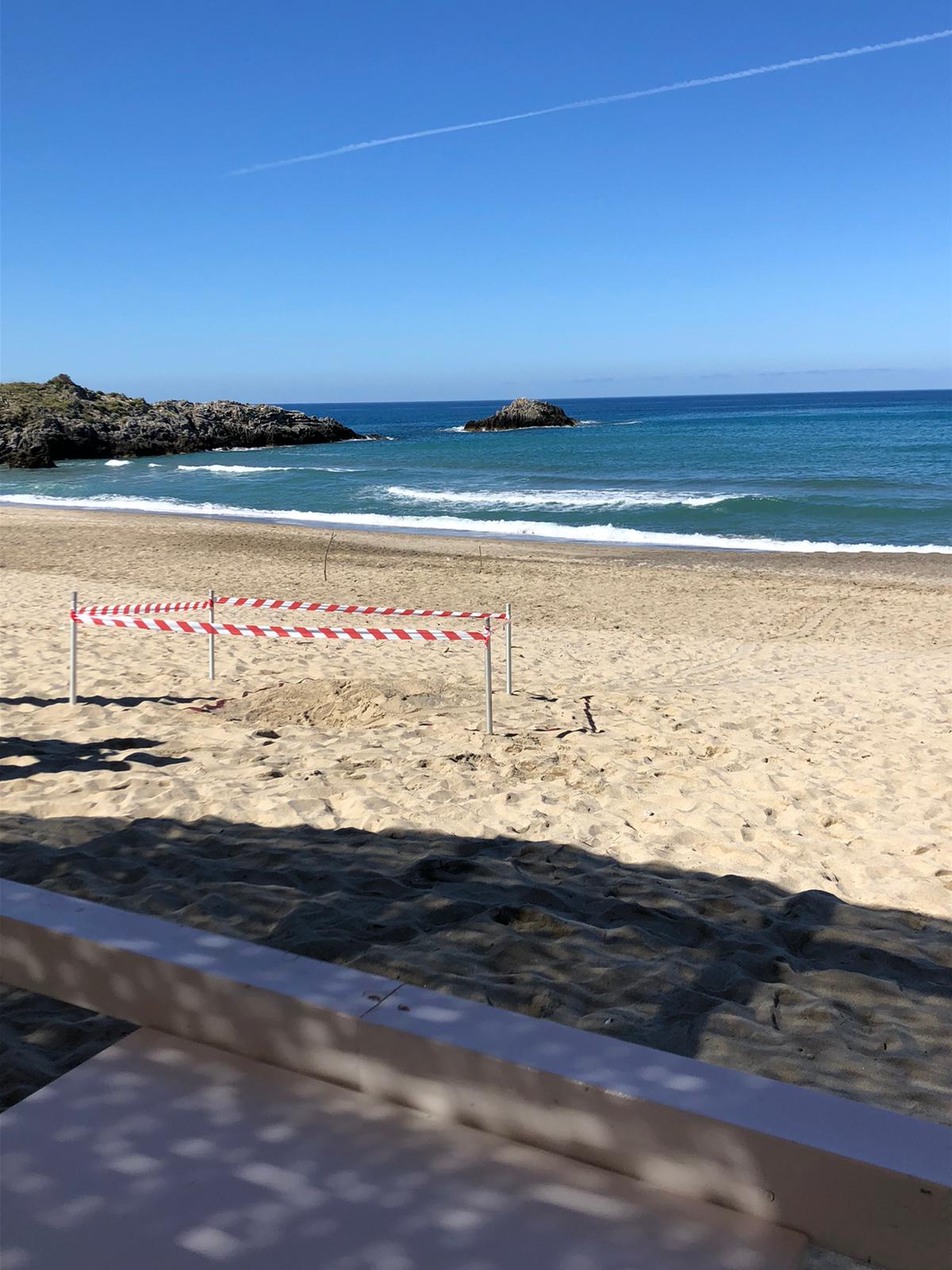 Caretta Caretta, la tartaruga torna a deporre le uova ad Ascea