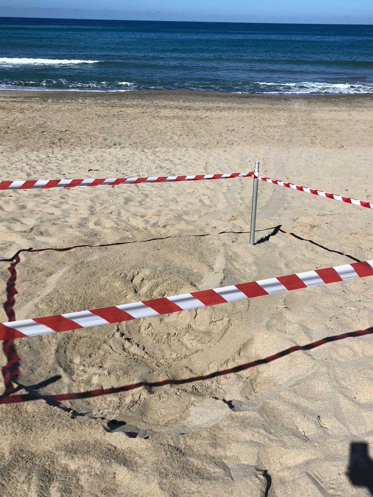 Montecorice, secondo nido di Caretta Caretta sulle spiagge di Case del Conte