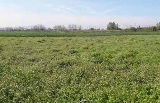 Produrre cereali recuperando terreni incolti, Pollica aderisce a “Terre dei Parchi”