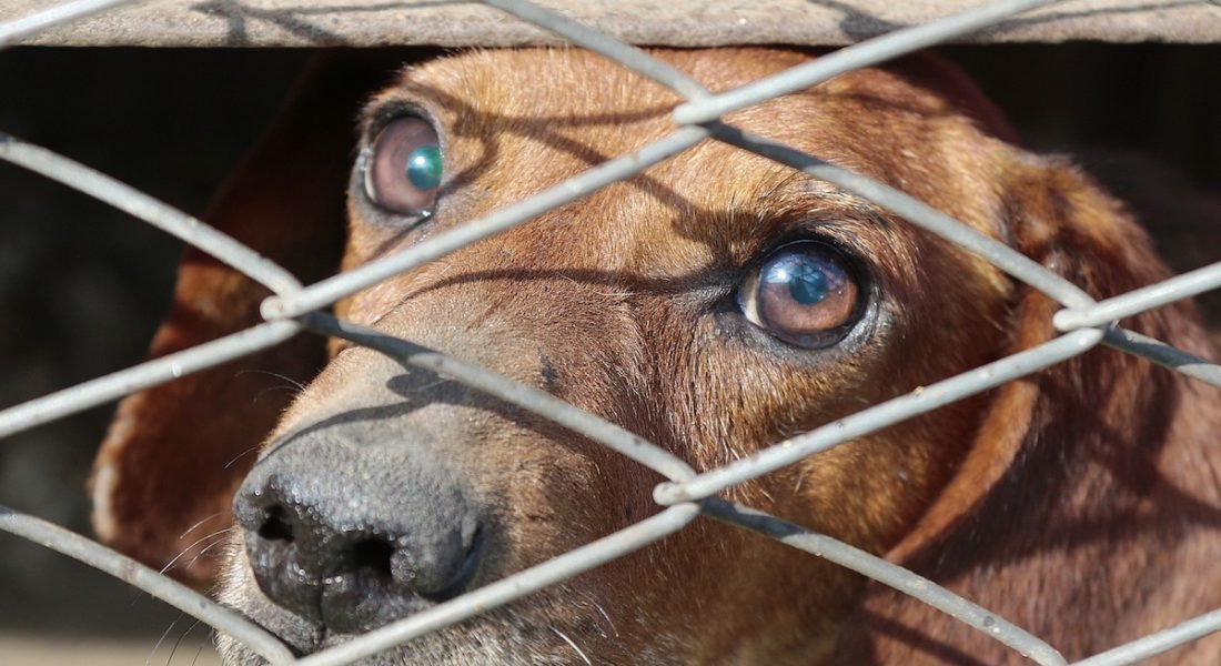 «Gli animali non più tutelati quali proprietà private ma come esseri viventi»