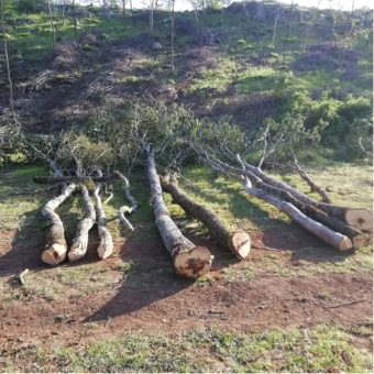 Montesano sulla Marcellana, taglio abusivo di bosco: una denuncia