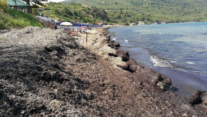 Alghe sulle spiagge da rimuovere, ricorso dei 5 Stelle di Agropoli al difensore civico