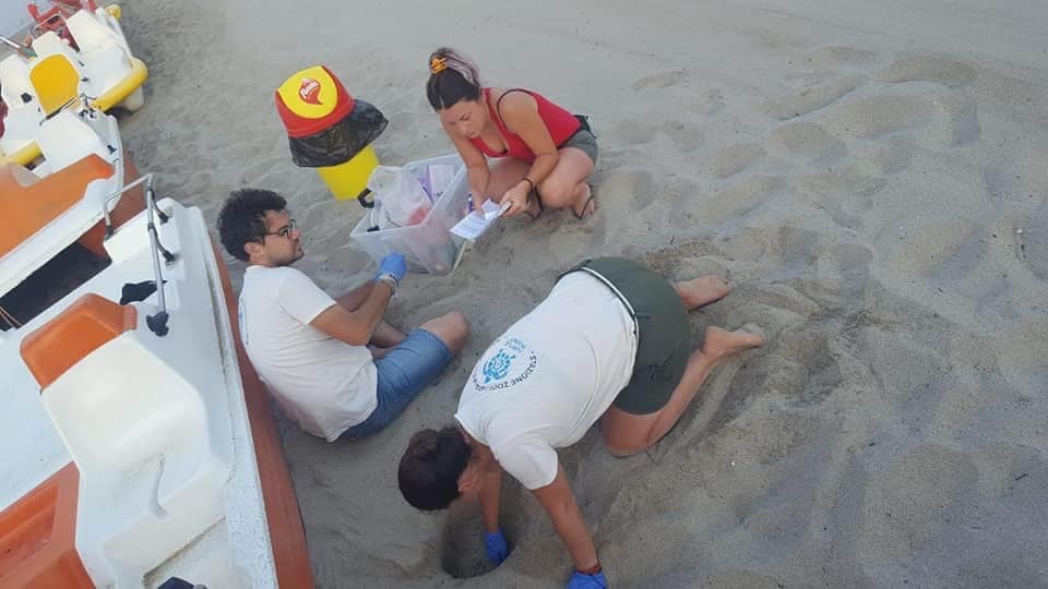 Tartarughe, 21esimo nido ad Ascea: è record nel Cilento