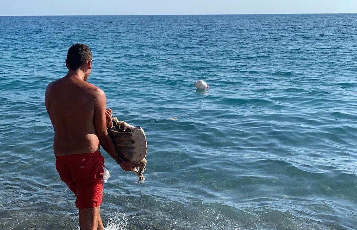 Camerota, il mare restituisce il carapace di una tartaruga Caretta Caretta