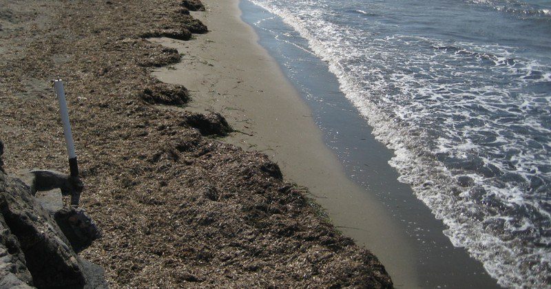 Accumuli di posidonia sulla spiaggia di Agropoli, accolto il ricorso sulla petizione