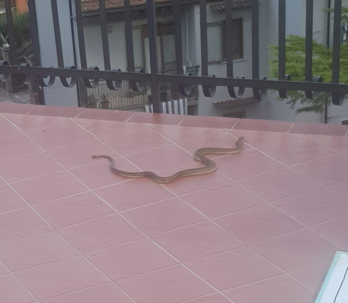 Sul terrazzo compare un serpente, paura a Polla