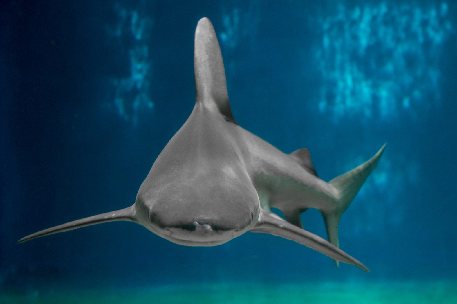 Gli squali del Mediterraneo sono a rischio: un progetto per proteggerli