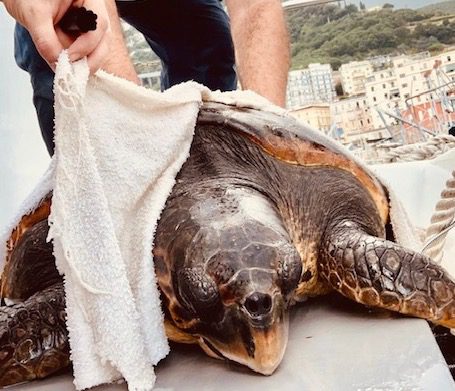 Salvata tartaruga marina a Salerno, è un esemplare di 35 anni
