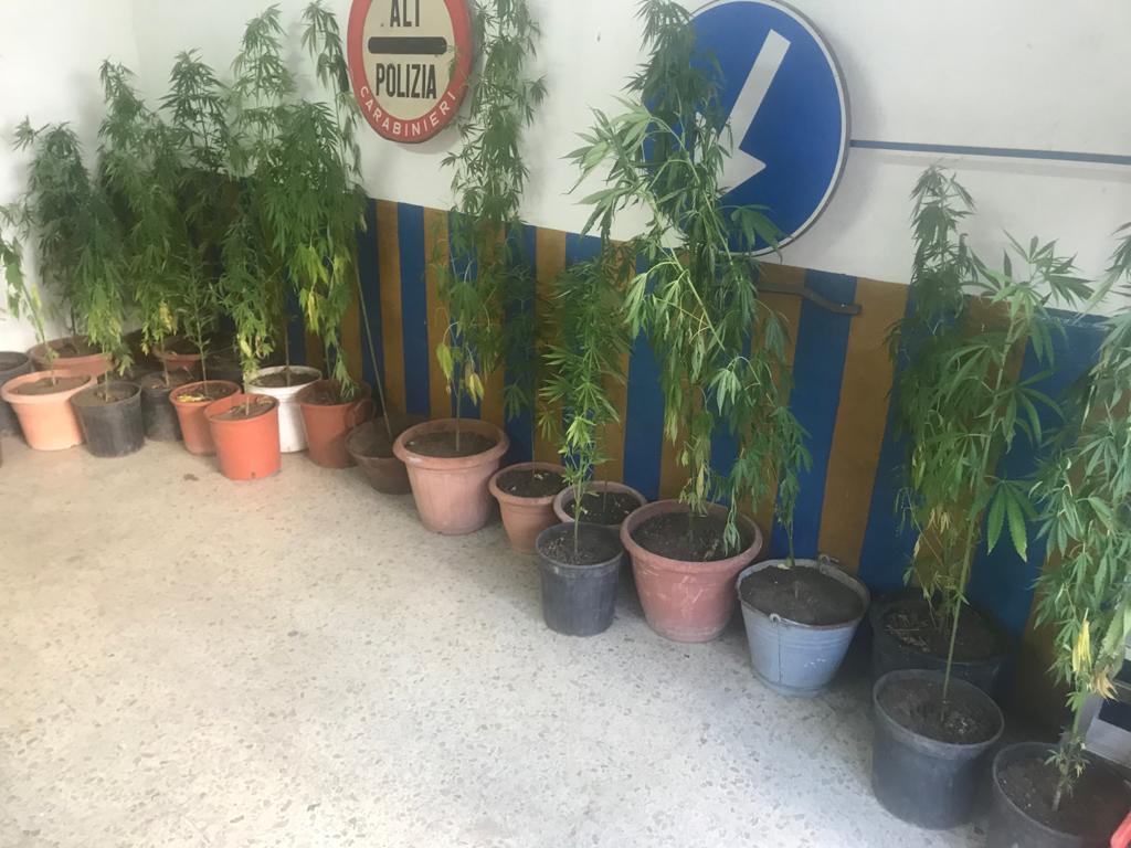 Cilento, 200 piante di marijuana scoperte dai carabinieri: 2 nei guai