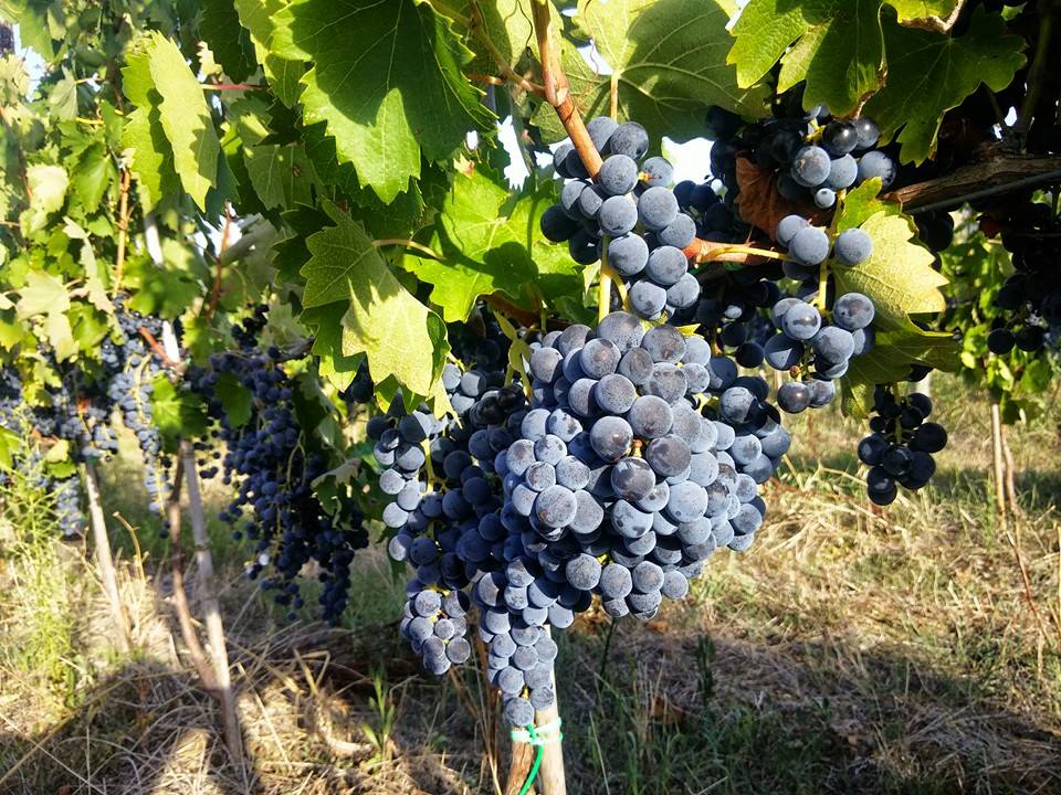 “Aglianicone Vinum Nostrum”, a Torchiara il via alla quinta edizione