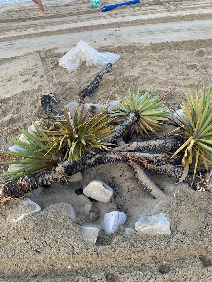 San Mauro Cilento, rubano piante giardino per falò in spiaggia e invadono nido tartarughe