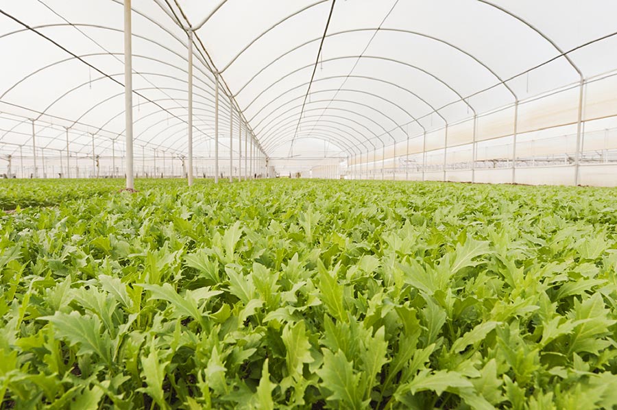 La rivincita della rucola: quella della Piana del Sele diventa Igp