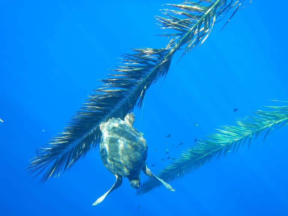 Tartaruga impigliata recuperata e salvata a Camerota