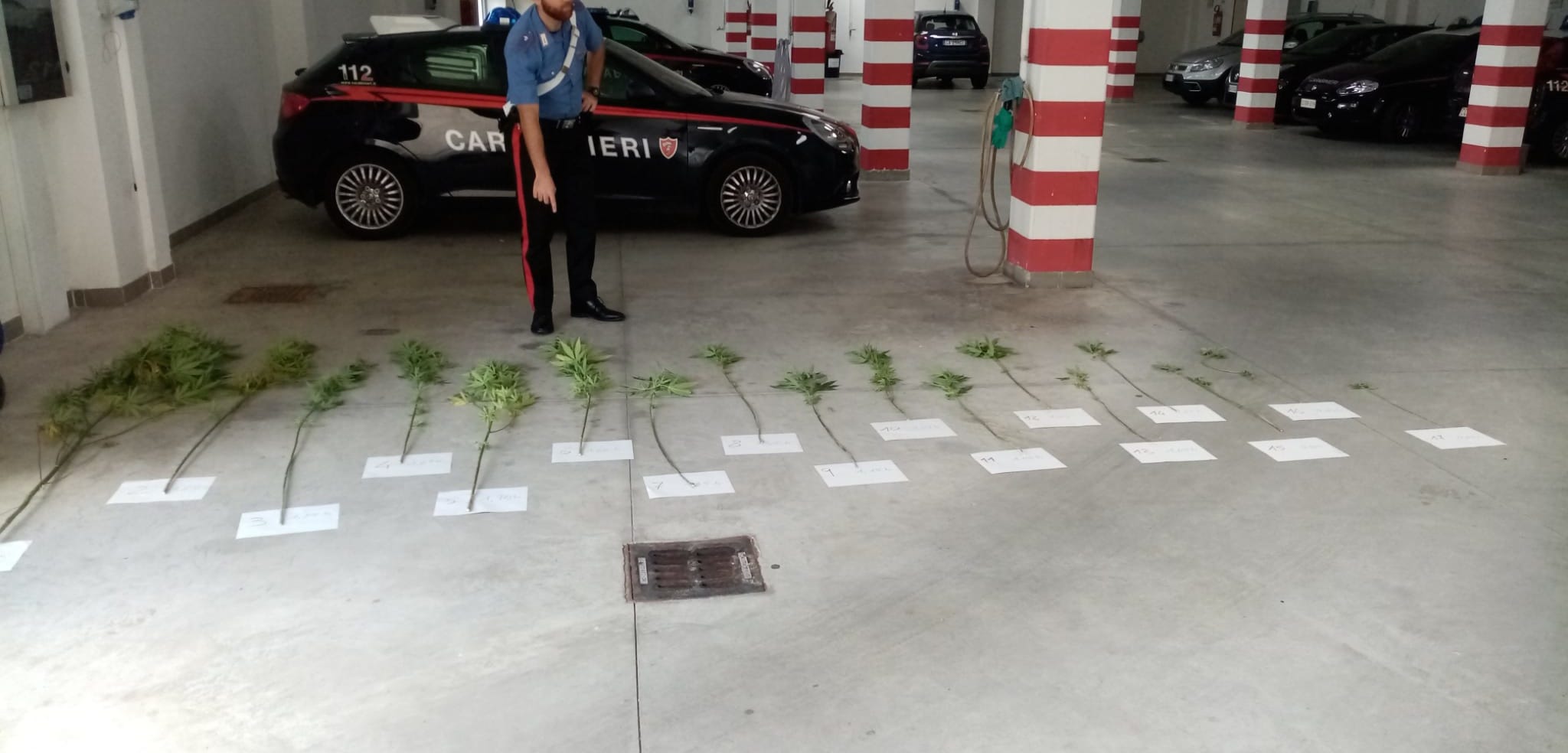 Scoperto con piante di marijuana, arrestato 60enne di Caselle in Pittari