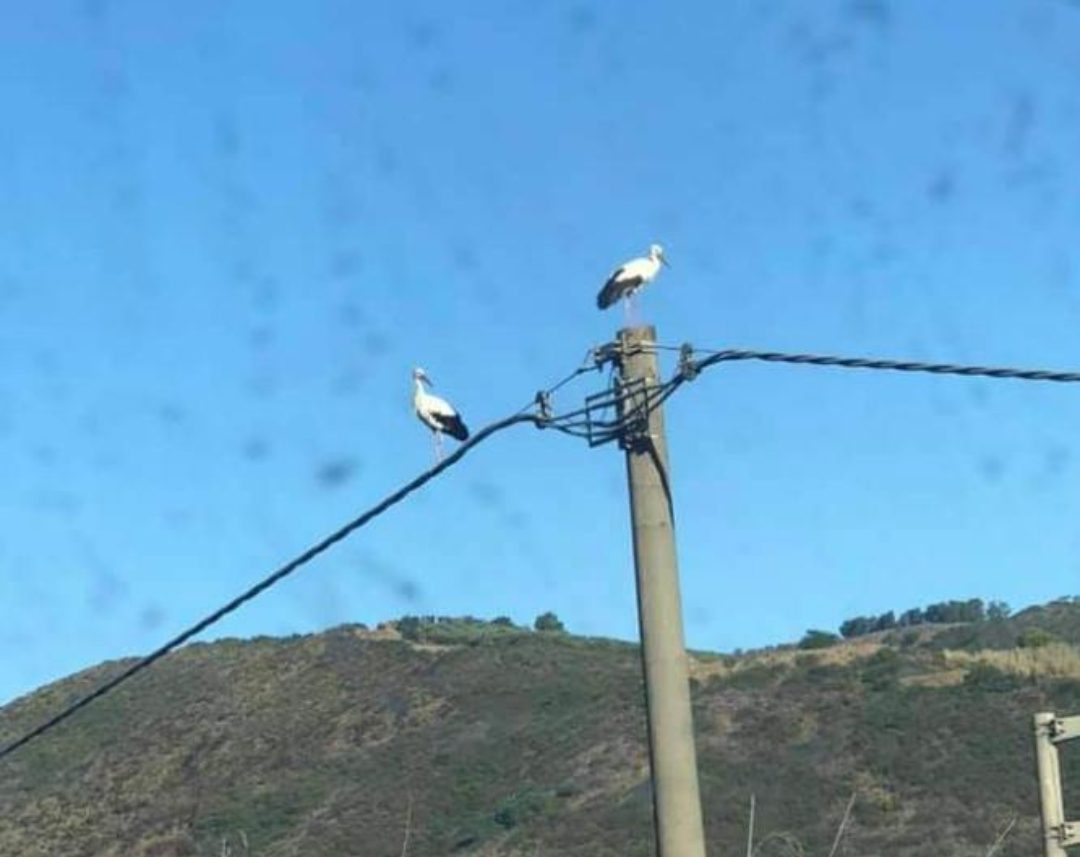 Le cicogne arrivano a Montecorice, coppia sosta su un palo dell’energia