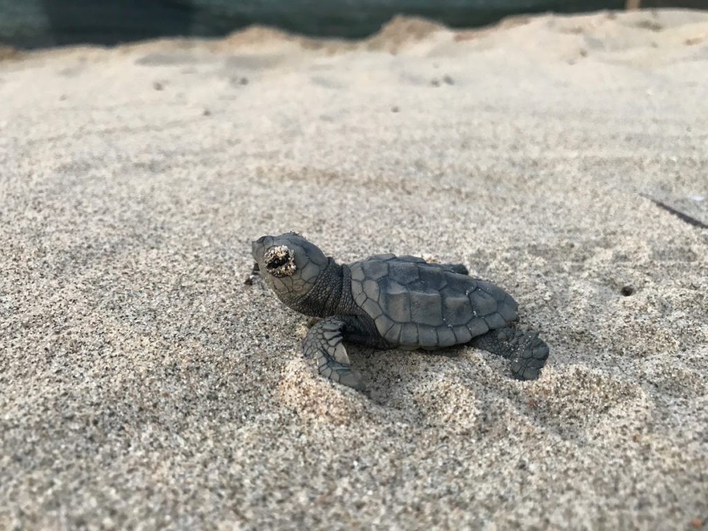 Palinuro, nate 37 tartarughine. In Cilento quasi mille