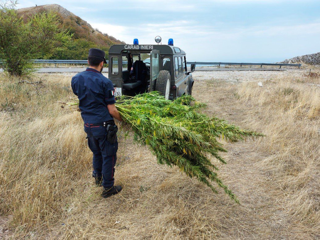 Colliano, scoperta e sequestrata piantagione di cannabis