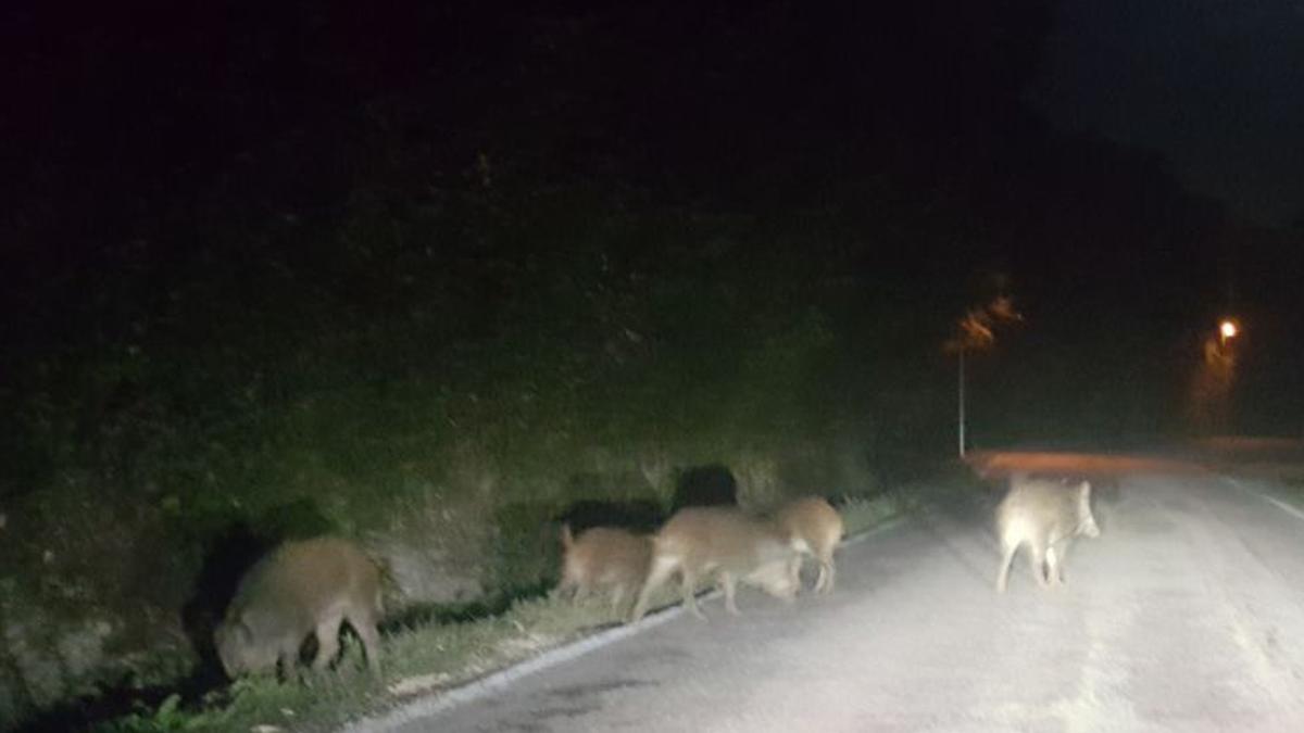 Cinghiali nel Cilento, ora la sindaca scrive al ministero: «Pericolo pubblico»