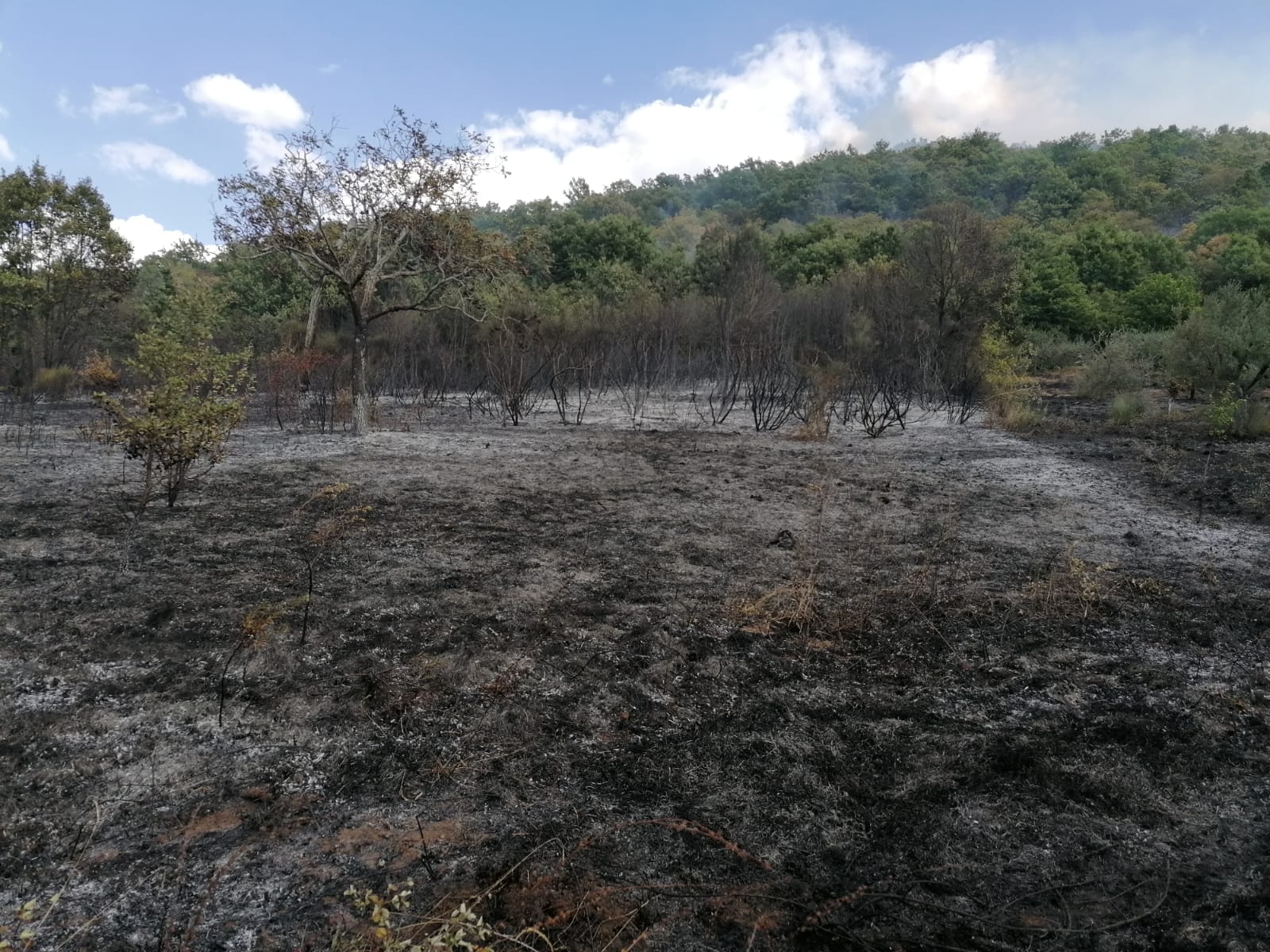 Atena Lucana, divampa incendio: richiesto intervento mezzo aereo