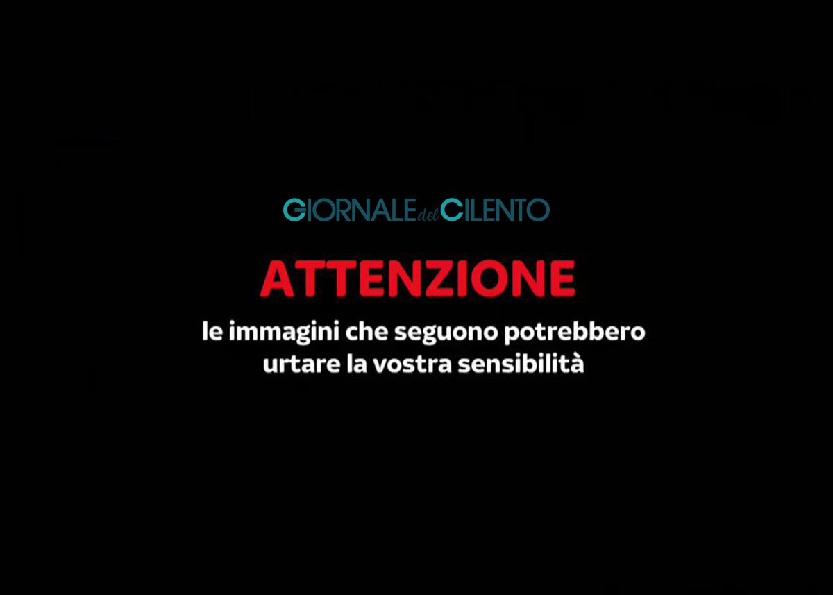 Camerota, gregge di pecore sbranato dai lupi