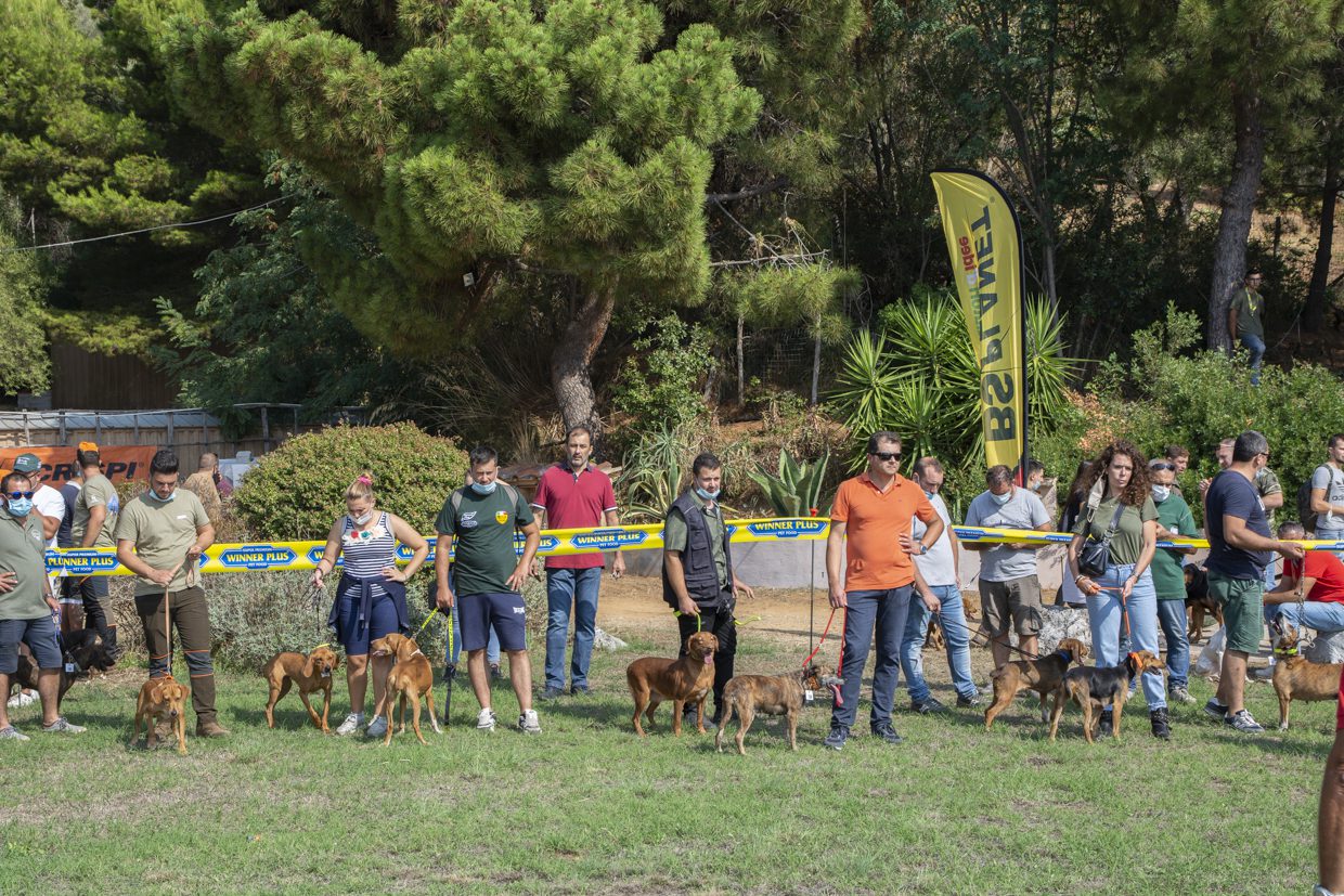 Palinuro, è ‘caccia’ al più bello: 300 segugi nell’incanto di Tenuta Punta Galera | FOTO