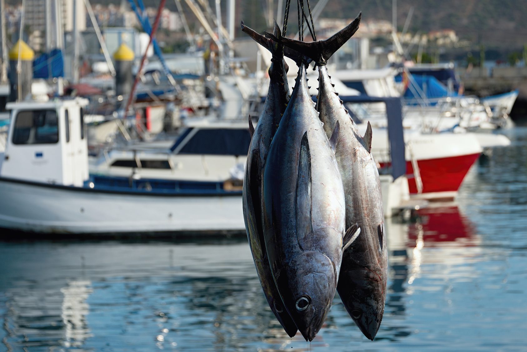 Pesca illegale al tonno rosso nel Cilento: Legambiente chiede maggiori controlli