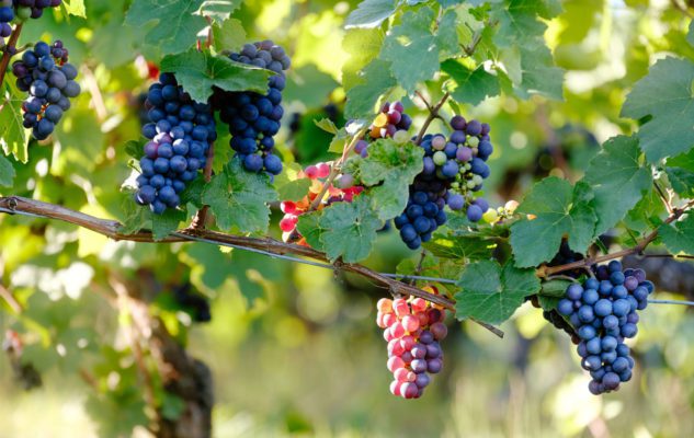 Vendemmia in corso nel salernitano: «Qualità ottima, preoccupa quotazione uve»