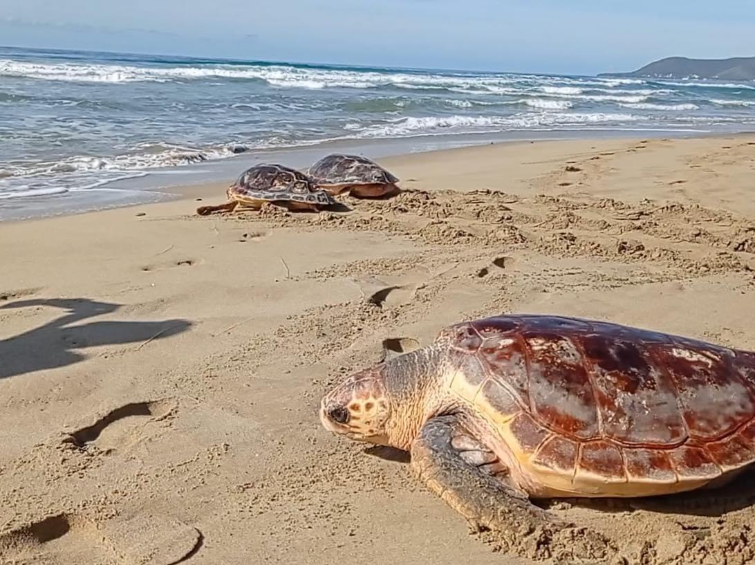 Spettacolo ad Acciaroli, tartarughe liberate tornano in mare