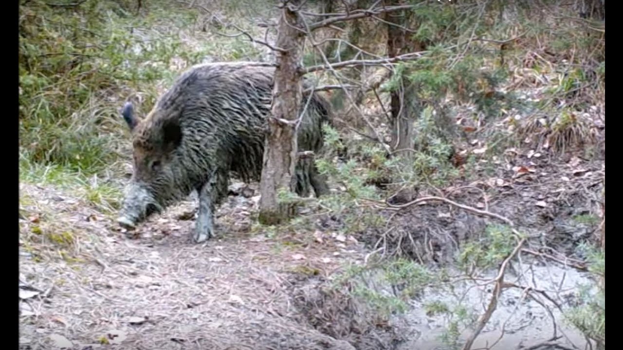 Cilento, aggredito da cinghiale: agricoltore in ospedale