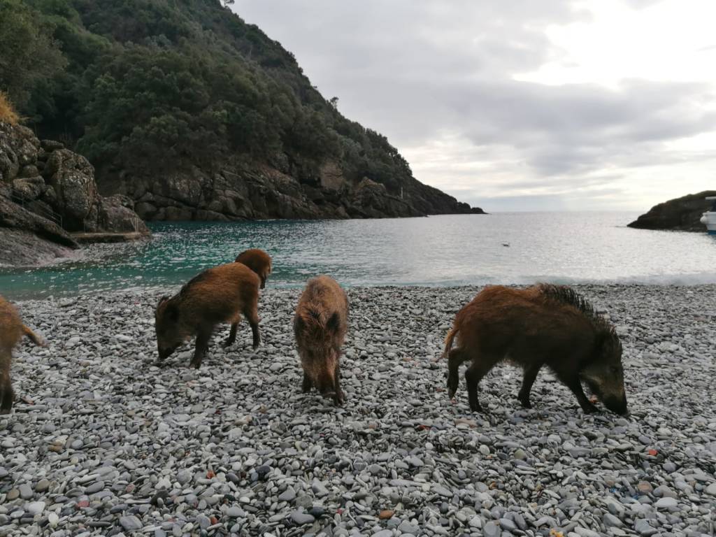 Cinghiali, Cai: «In Cilento no a bracconaggio e caccia senza regole»