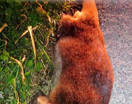 Cilento, lontra morta in strada: investita da un’auto