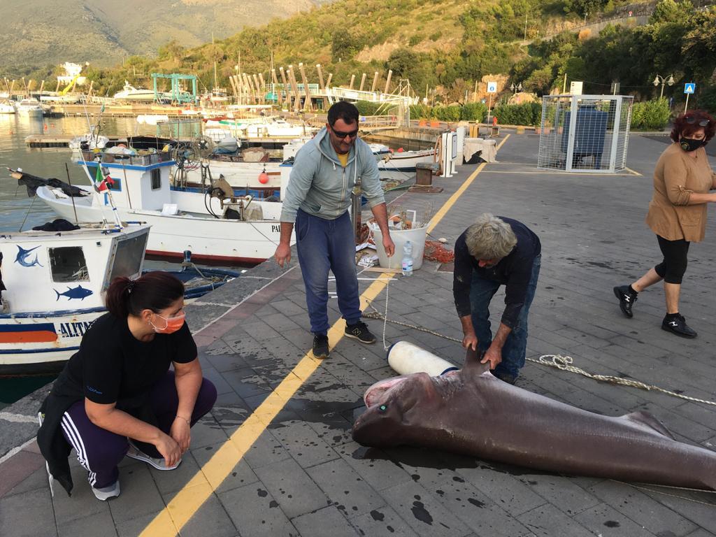 Squalo Vacca pescato nel golfo di Policastro