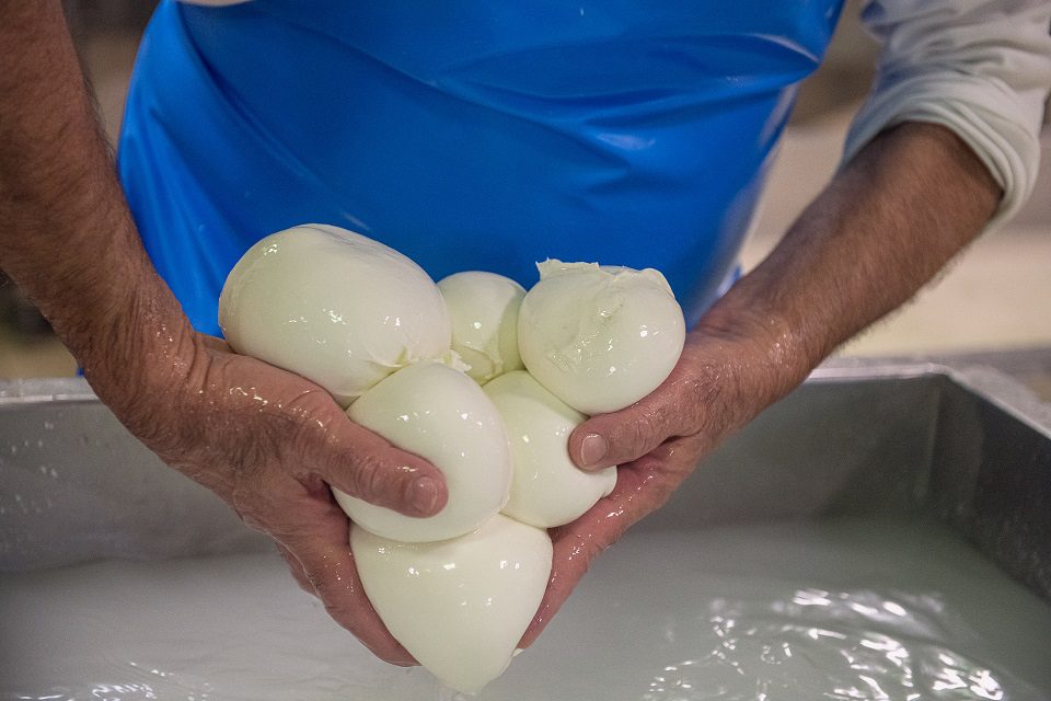 “Bufala Campana”, la prima Guida alla scoperta delle vie della Mozzarella Dop