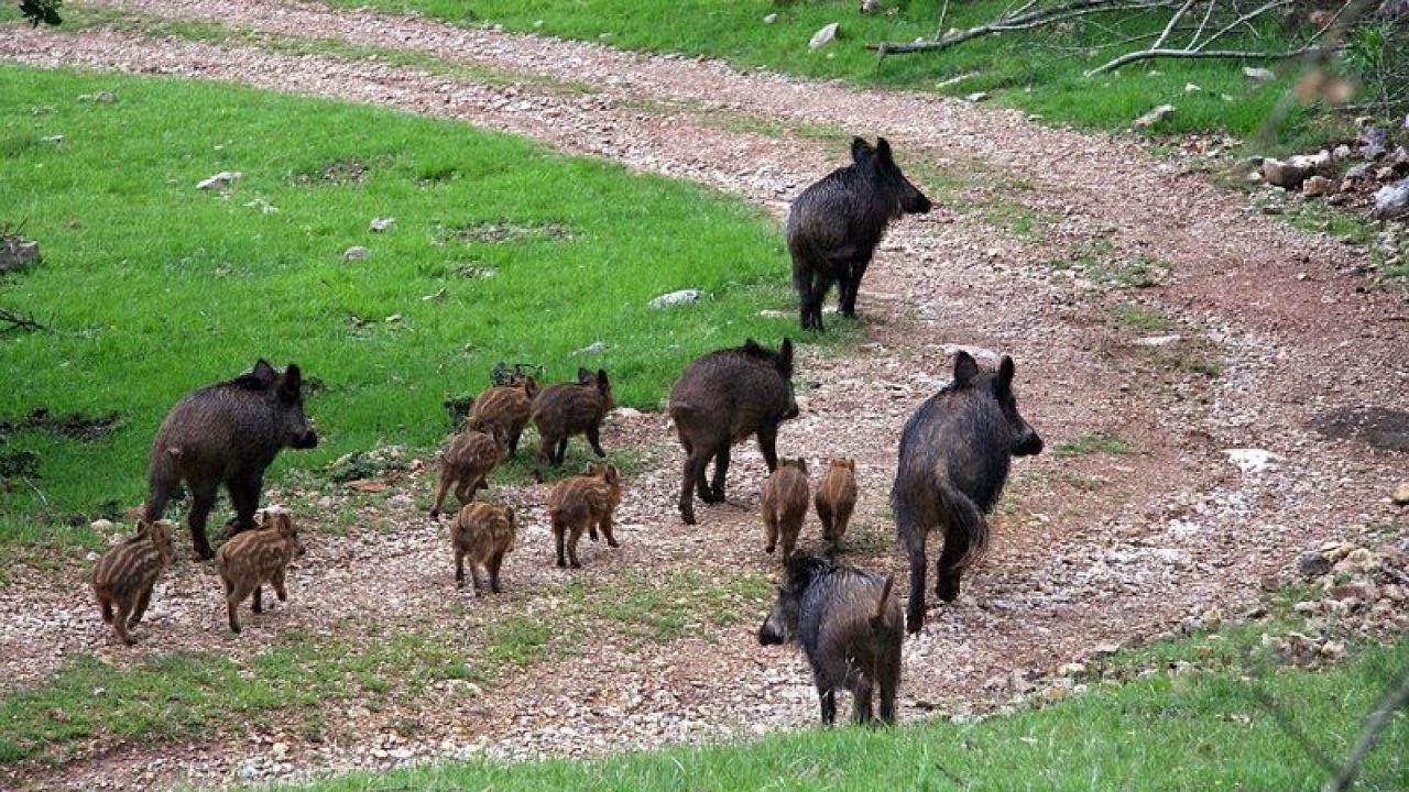 Cinghiali nel Parco del Cilento, Ferraioli: «Interventi rapidi»