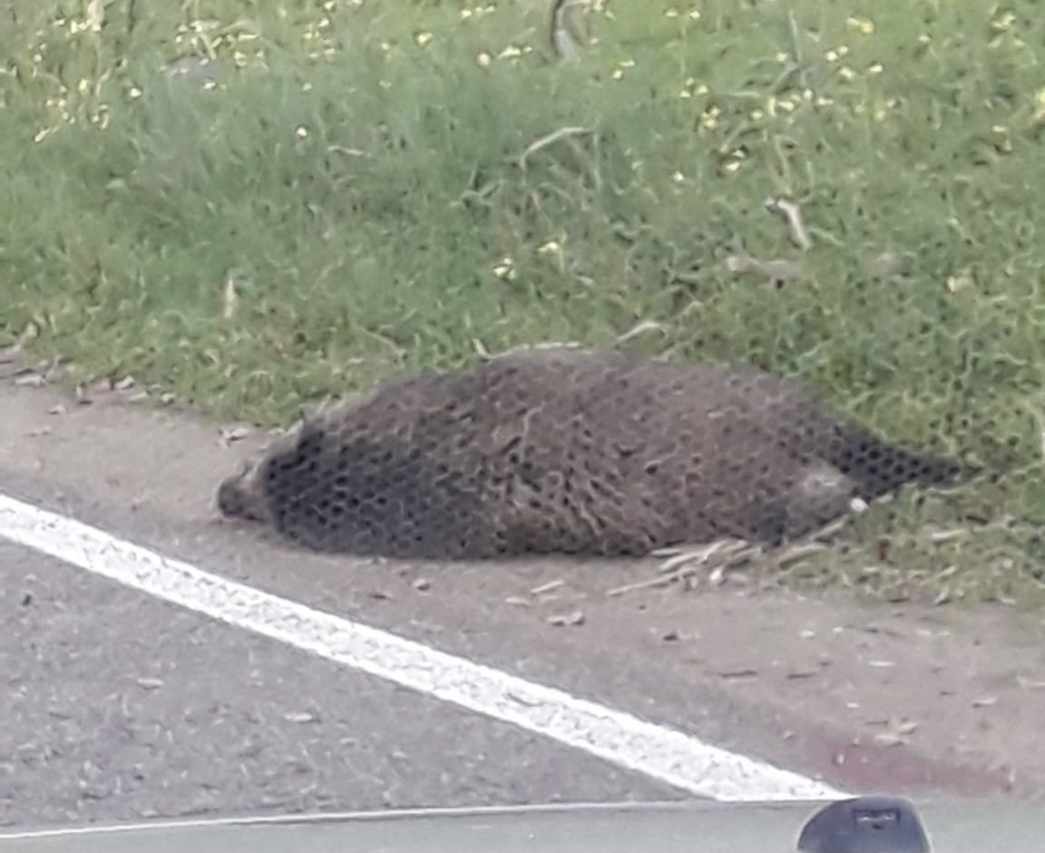 Ogliastro Marina, auto contro cinghiale