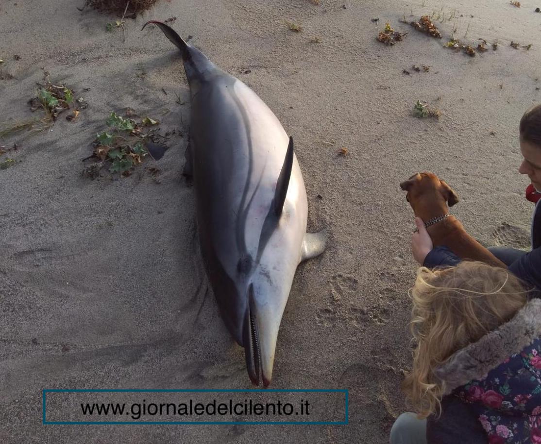Marina di Camerota, esemplare di delfino trovato morto sulla spiaggia
