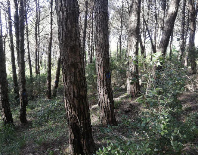 Perdifumo, sindaco autorizza taglio 16 ettari bosco