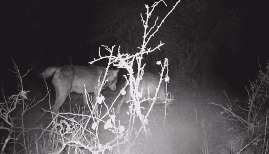 Cilento, lupi a spasso nei boschi di Cannalonga: il video da brividi