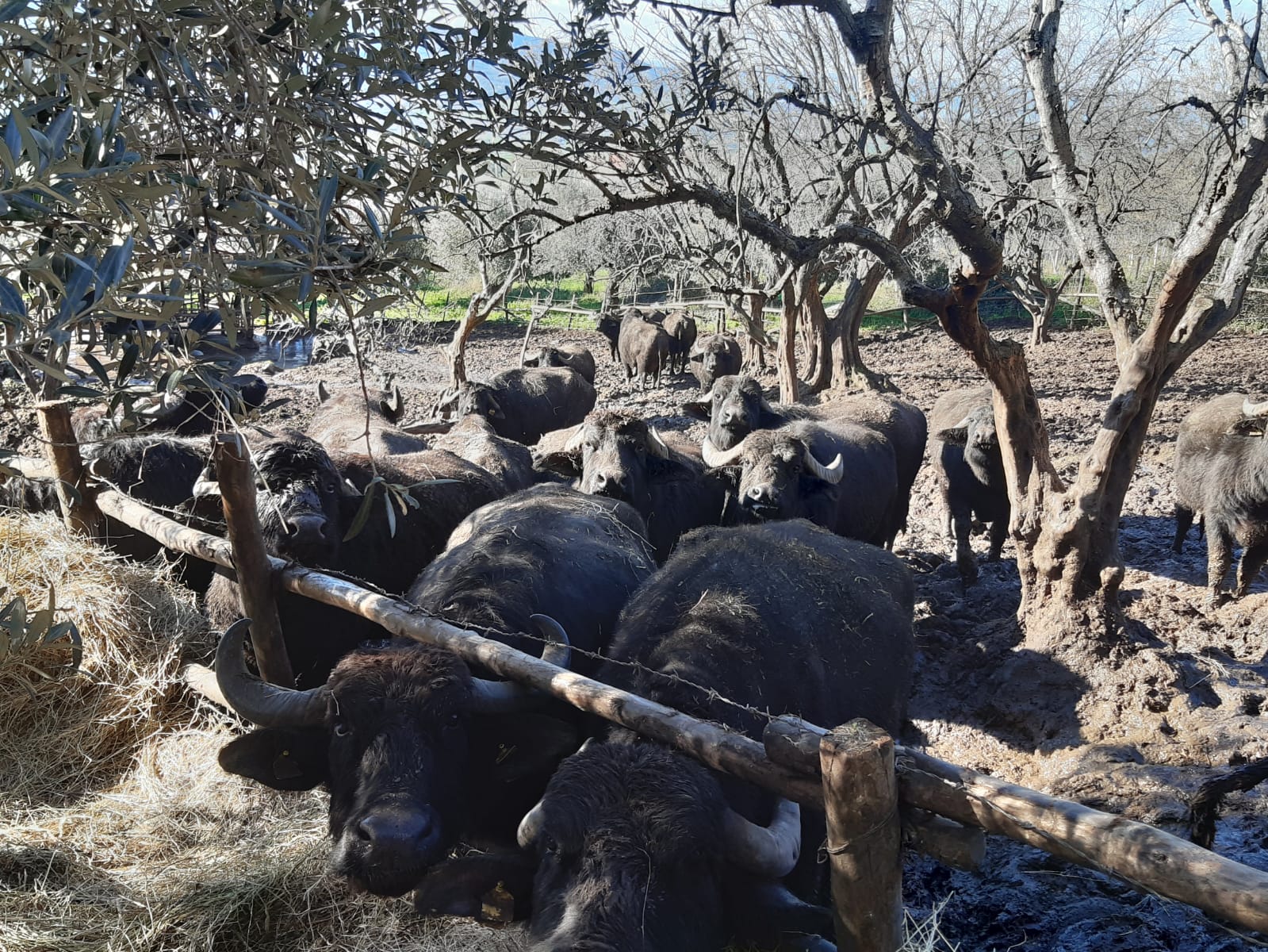 Cilento, carabinieri chiudono azienda bufalina: animali trasferiti